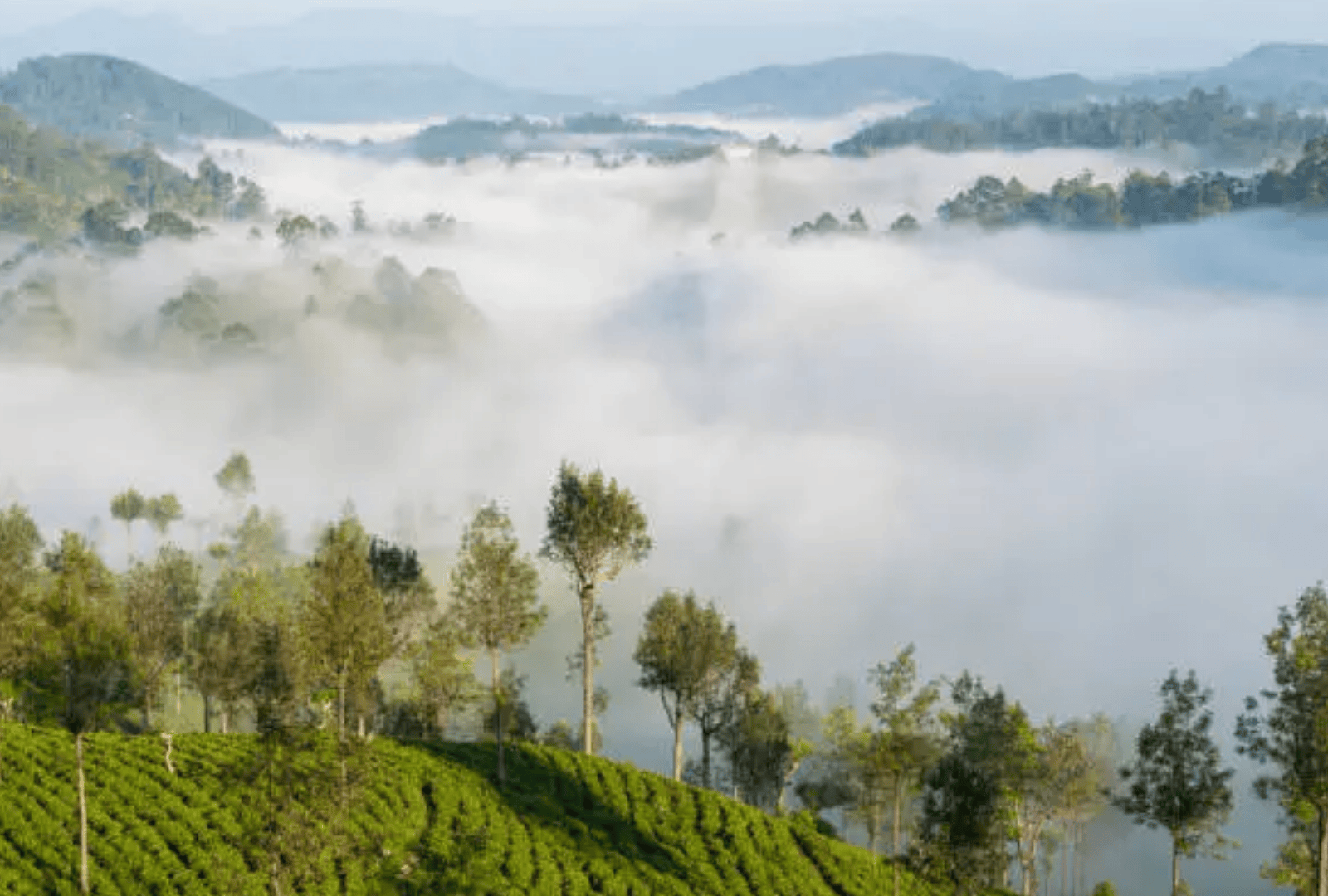 Plan Your Sri Lankan Escape (15)