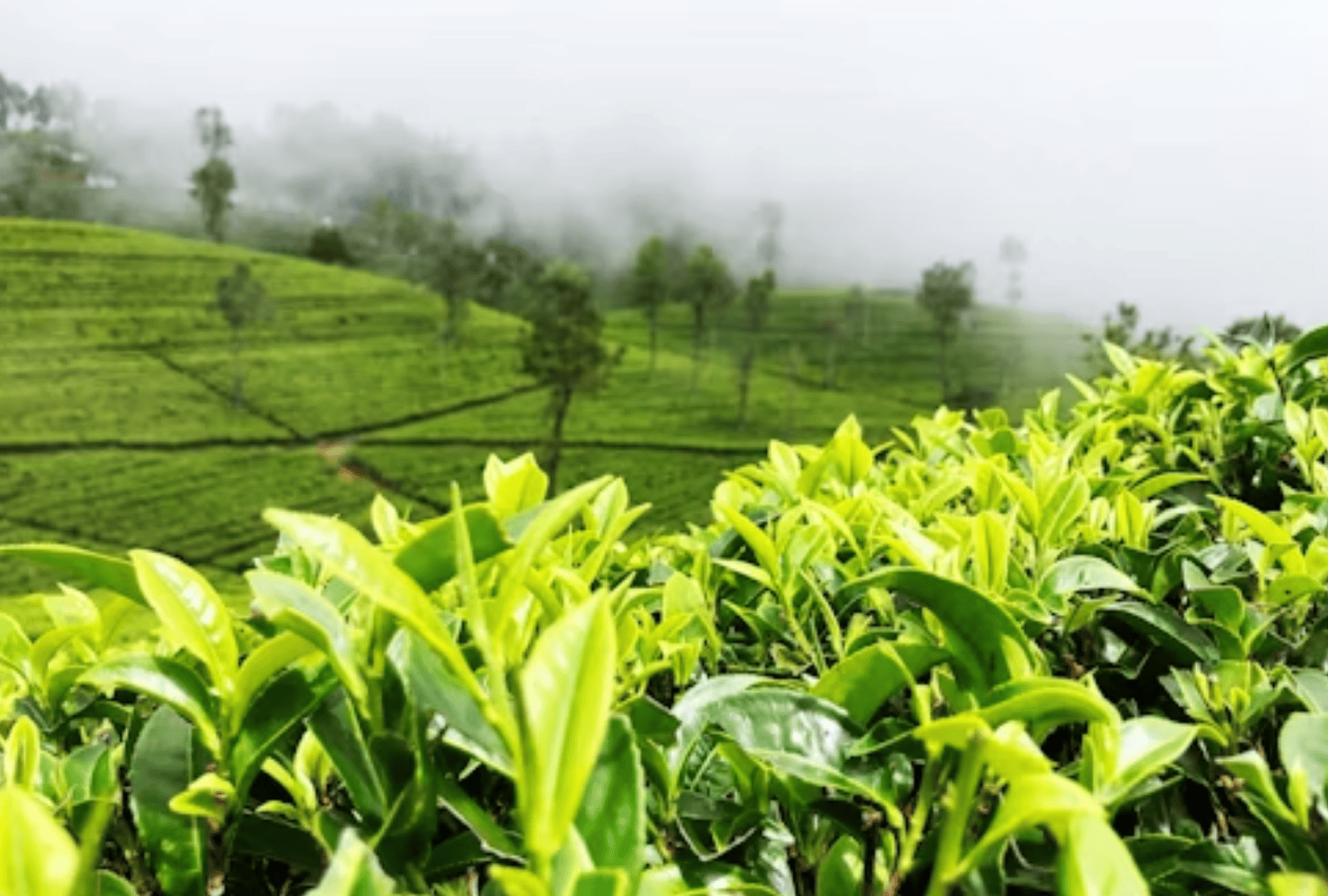 Plan Your Sri Lankan Escape (16)